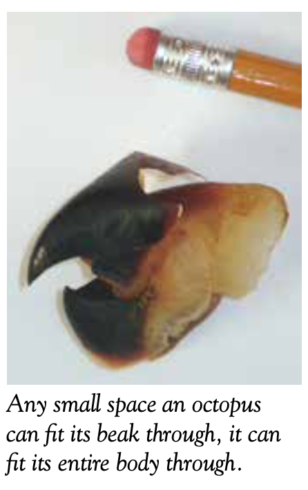 OctopusBeak
